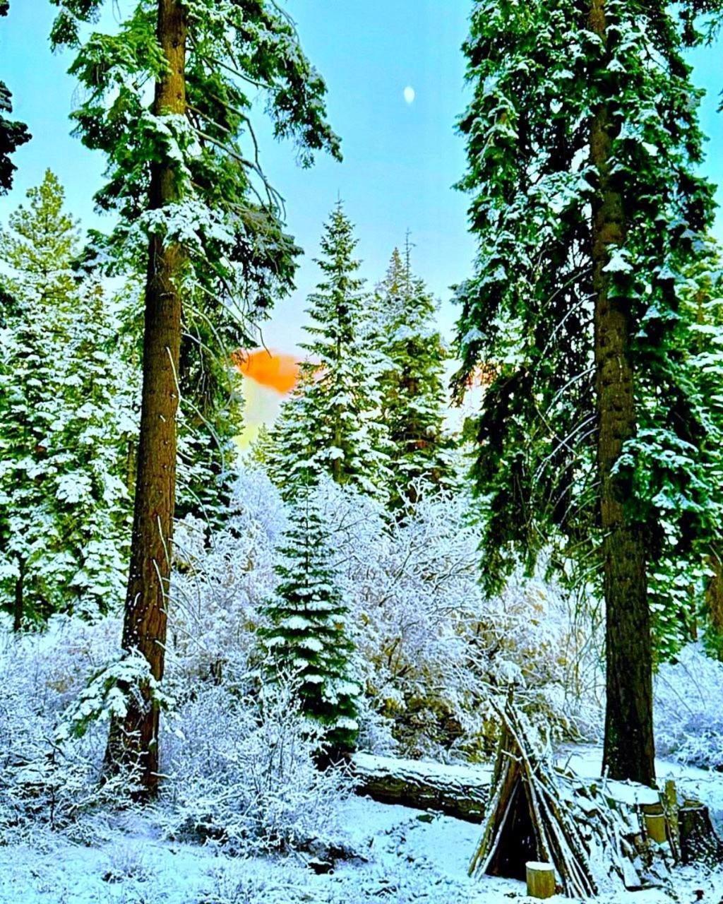 The Honey Bear Cabin Carnelian Bay Exterior foto